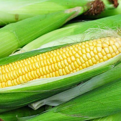 WILLVINE AGRI -X Iochief Sweet Corn Seeds-[250g] Seed(1000 per packet)