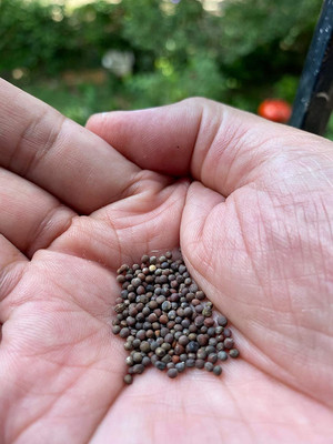 VibeX broccoli Seed(200 per packet)