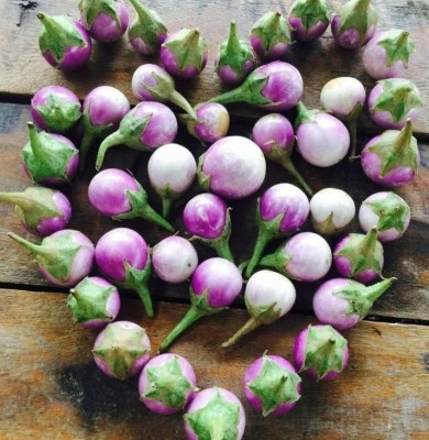 UGRA Thailand Round Mini Purple Eggplant Seed(250 per packet)