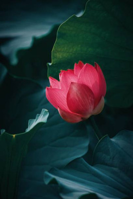 Arlo lotus,kamal gatta Seed(10 per packet)