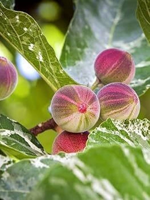 Paudha Organic Anjeer Fig Seed(20 per packet)