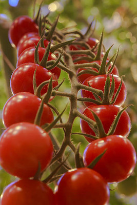 ginnienterpris tomato Seed(60 per packet)