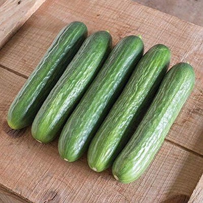Qualtivate HUA-7A Katrina F1 Hybrid Cucumber Seeds Seed(300 per packet)