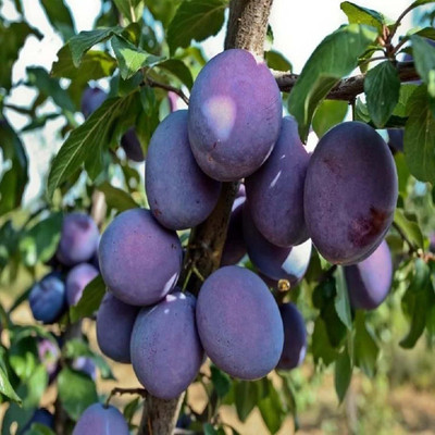 Aywal Allo Bukhara Seed(10 per packet)