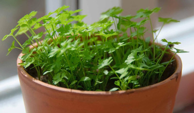 Aywal Sawtoothfitweed Mexican Coriander Seed(2000 per packet)