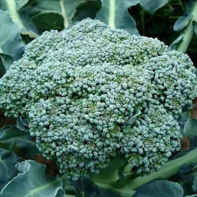WILLVINE VNR -XIII Chinese Broccoli Seeds [2.5g] Seed(750 per packet)