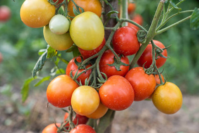 DENWYK tomato Seed(100 per packet)