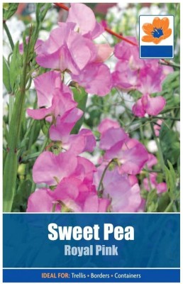 CYBEXIS Sweet Pea Royal Pink Seeds Seed(50 per packet)