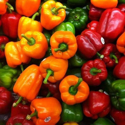 ibains Capsicum tree seed Seed(40 per packet)