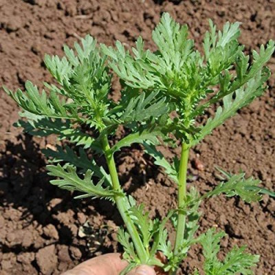 CYBEXIS PAU-11 - Chrysanthemum Greens Garland Serrated Leaf - (270 Seeds) Seed(270 per packet)