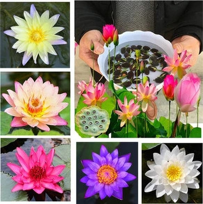 DEYS AGRO ™ lotus seeds hybrid flower plant seeds all season Seed(35 per packet)