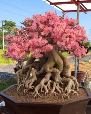 CRGO ADENIUM Seed(90 per packet)