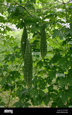 Paudhaa F1 BEST QUALITY BITTER GOURD SEEDS Seed(34 per packet)