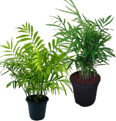 Botanicartsy Parlour Palm, Neanthe Bella Palm, Dwarf Mountain Palm Seed(1 per packet)