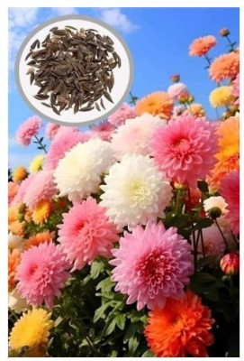 Crapulous High Germination Zinnia Lilliput Mix Seed(30 per packet)