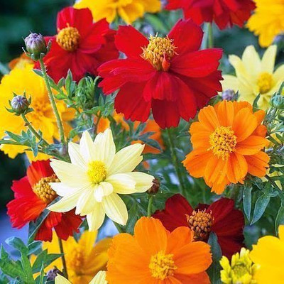CYBEXIS NBIR-25 - Cosmos Hybrid Flower Flower - (30 Seeds) Seed(30 per packet)