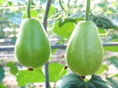 KANAYA Round Bottle Gourd Lauki Hybrid Vegetable Seed(125 per packet)