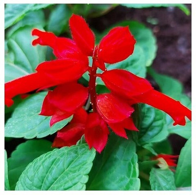 Quentova Salvia splendens SCARLET SAGE-DLX-4L Seed(100 per packet)