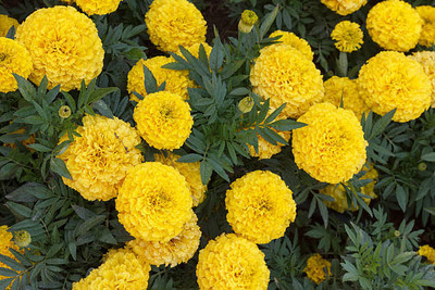 Shiv Shakti Ent marigold,gende ka phool Seed(40 per packet)