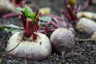 MYLAWN High Quality Red Beauty Beetroot Seed(800 per packet)