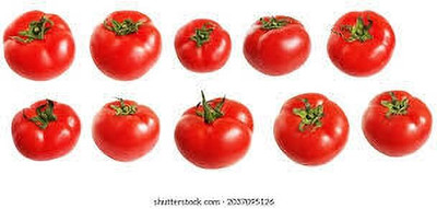 XOLDAA hybrid f1 quality tomato seeds Seed(30 per packet)