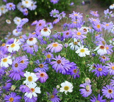 CYBEXIS HUA-82 - Chrysanthemum - (30 Seeds) Seed(30 per packet)