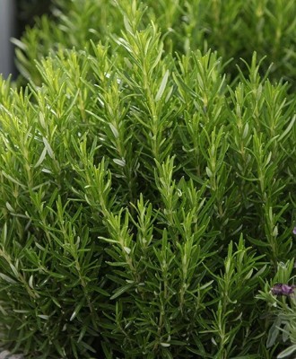 Quentova Rosemary Herb Vegetable Seeds Rosmarinus-GAV-22A Seed(100 per packet)