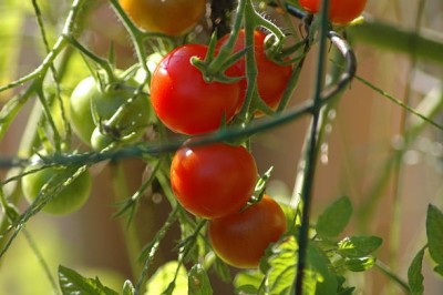 Arlo tomato Seed(30 per packet)