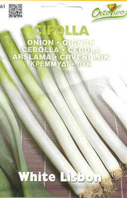 WILLVINE Onion - White Lisbon-[1000 Seeds] Seed(1000 per packet)