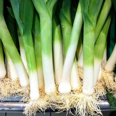 KNESSiN Heat Tolerant Large American Flag Leek Seeds For Gardening-(2400 Seeds) Seed(2400 per packet)