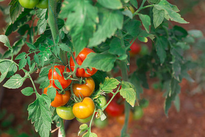 Sakuntala Hybrid Seeds tomato Seed(75 per packet)