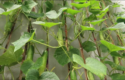 Qualtivate HYB-4A High Yield CUCUMBER DHARWAD GREEN F3 Seed(300 per packet)