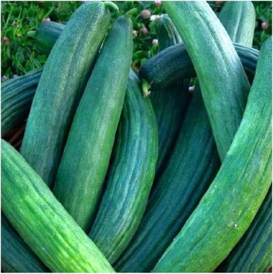 VibeX TLX-92 - Metki Dark Green Armenian Cucumber - (450 Seeds) Seed(450 per packet)