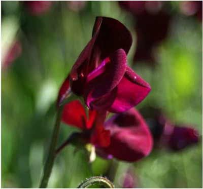 CYBEXIS Sweet Pea - Heirloom - Black Knight Seed(1 g)