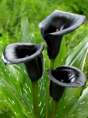 Haritadhara Haritadhara Zantedeschia Calla Lily Black Flower Bulbs For Home Garden Seed(2 per packet)