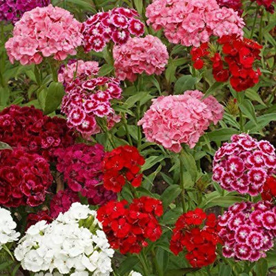 Lorvox Sweet William Mix F1 Hybrid Flower Seed(90 per packet)