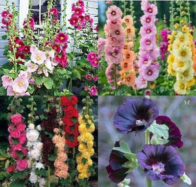 SEMINA VITA ™ hollyhock seeds for home gardens Seed(14 per packet)