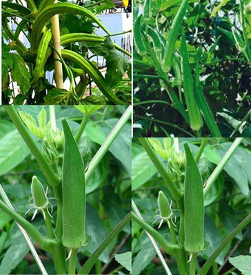 ibains Red bhindi seeds beez 26 Seed(26 per packet)