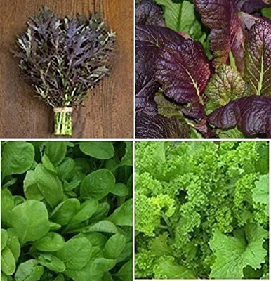 Qualtivate HUA-3A Collection Set Mustard Greens 4 Varieties Seed(300 per packet)