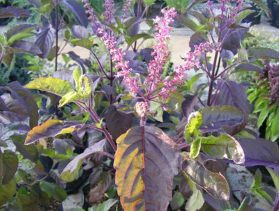SUNWAN HOLY TULSI BASIL Krishna (Ocimum sanctum) true organic Seed(50 per packet)