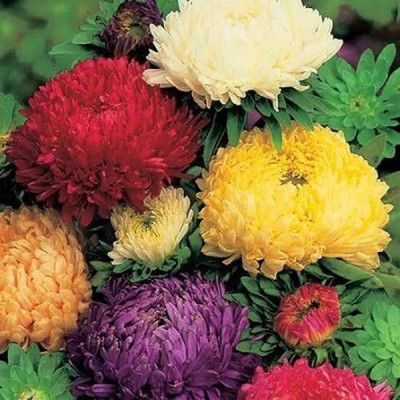 Lorvox Aster Seed(140 per packet)