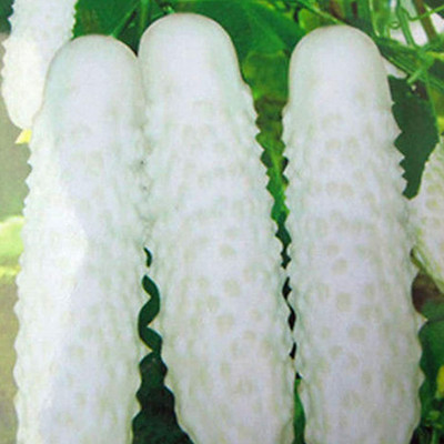 CYBEXIS Plant White Cucumber Seeds - Cucumber Seeds2000 Seeds Seed(2000 per packet)
