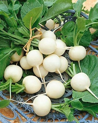 CYBEXIS White Round Radish Vegetable Seeds2400 Seeds Seed(2400 per packet)