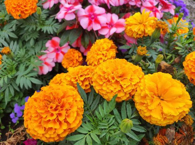 Radhakrishna marigold/gende ka phool flower seeds Seed(50 per packet)
