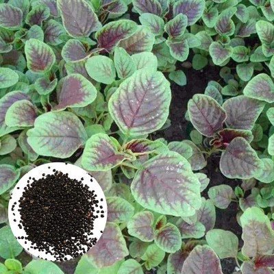 CYBEXIS Spinach Red Amranthus Seeds700 Seeds Seed(700 per packet)