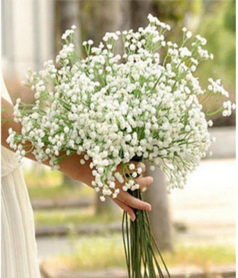 ACCELCROP Exotic gypsophila Seed(10 per packet)