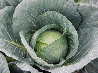 WILLVINE SCI -VIII Cabbage Bravo F1 Seeds [50g] Seed(15000 per packet)