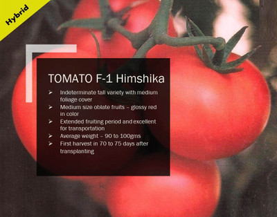WILLVINE TOMATO F-1 Himshika Seed(1000 per packet)