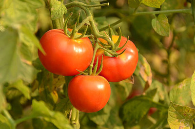 ZIXA tomato Seed(135 per packet)