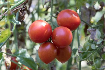 Forestree tomato Seed(30 per packet)